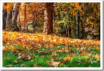 Manchester IA Back Pain